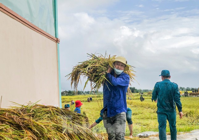 Các lực lượng vũ trang, thanh niên Bình Định lội ruộng giúp người dân gặt lúa ảnh 6