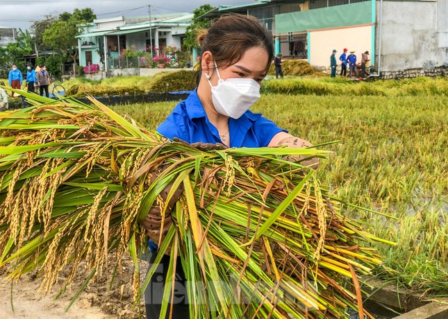 Các lực lượng vũ trang, thanh niên Bình Định lội ruộng giúp người dân gặt lúa ảnh 5