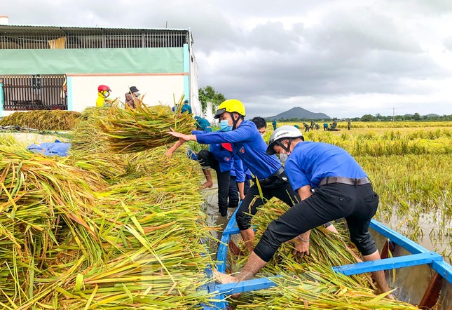 Các lực lượng vũ trang, thanh niên Bình Định lội ruộng giúp người dân gặt lúa ảnh 7