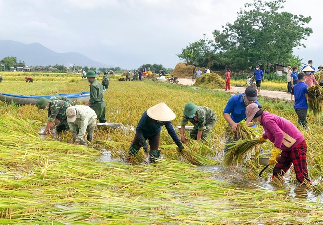 Các lực lượng vũ trang, thanh niên Bình Định lội ruộng giúp người dân gặt lúa ảnh 1