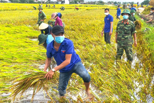 Các lực lượng vũ trang, thanh niên Bình Định lội ruộng giúp người dân gặt lúa ảnh 3