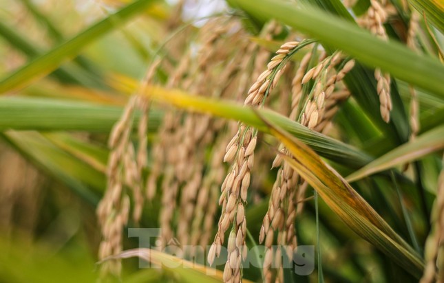 Các lực lượng vũ trang, thanh niên Bình Định lội ruộng giúp người dân gặt lúa ảnh 9