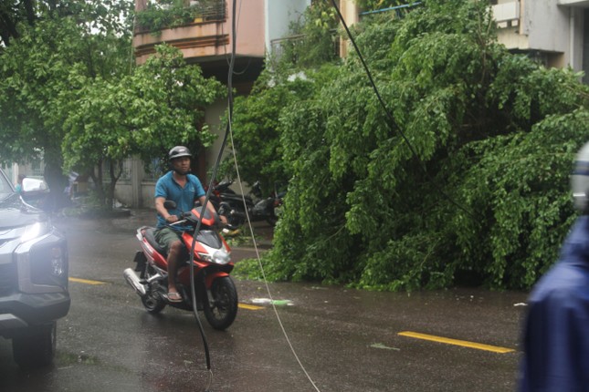 Sau bão số 5, cây cối đổ ngổn ngang, bãi biển Quy Nhơn ngập ngụa rác ảnh 5