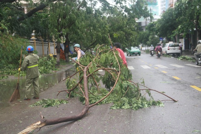 Sau bão số 5, cây cối đổ ngổn ngang, bãi biển Quy Nhơn ngập ngụa rác ảnh 9