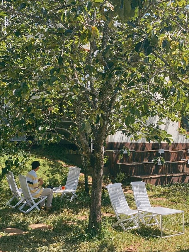 Mùa hồng chín “chill” hết nấc với cà phê Đà Lạt: Vừa săn ảnh thơ mộng vừa mải mê hái quả ảnh 2