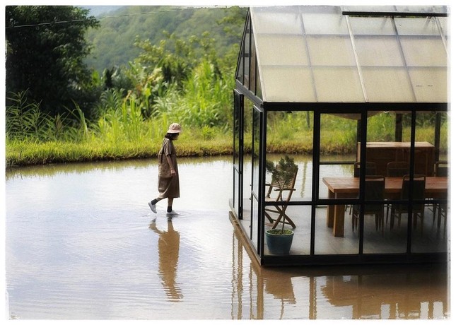 Mùa hồng chín “chill” hết nấc với cà phê Đà Lạt: Vừa săn ảnh thơ mộng vừa mải mê hái quả ảnh 3