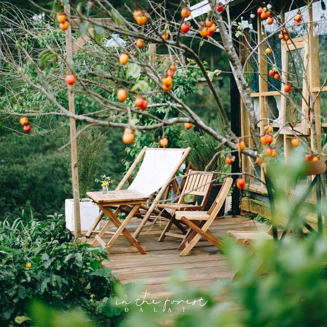 Mùa hồng chín “chill” hết nấc với cà phê Đà Lạt: Vừa săn ảnh thơ mộng vừa mải mê hái quả ảnh 9