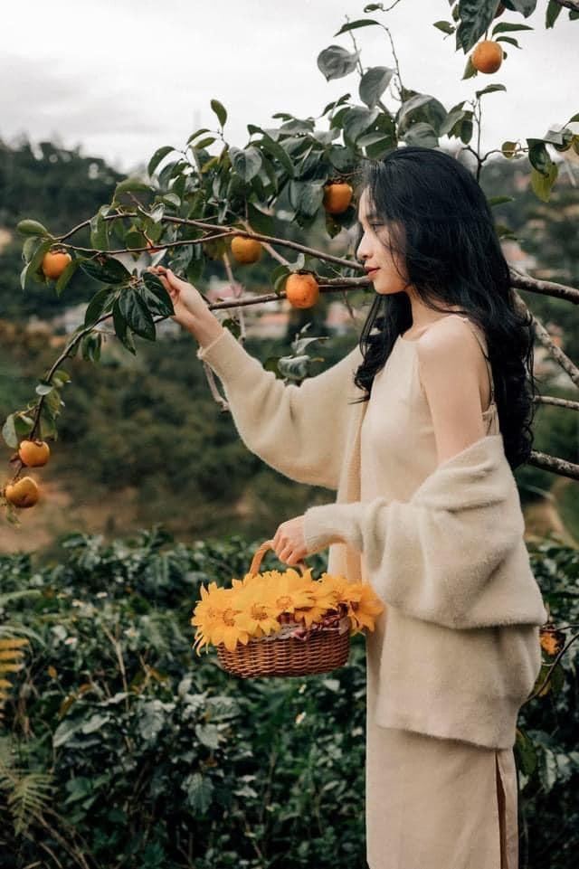Mùa hồng chín “chill” hết nấc với cà phê Đà Lạt: Vừa săn ảnh thơ mộng vừa mải mê hái quả ảnh 12