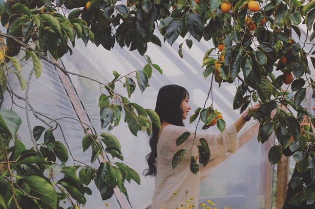 Mùa hồng chín “chill” hết nấc với cà phê Đà Lạt: Vừa săn ảnh thơ mộng vừa mải mê hái quả ảnh 6