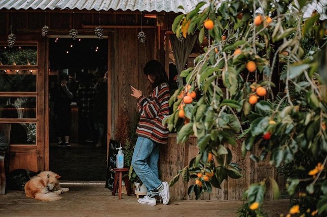 Mùa hồng chín “chill” hết nấc với cà phê Đà Lạt: Vừa săn ảnh thơ mộng vừa mải mê hái quả ảnh 8