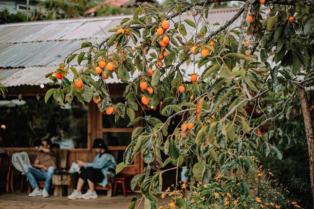 Mùa hồng chín “chill” hết nấc với cà phê Đà Lạt: Vừa săn ảnh thơ mộng vừa mải mê hái quả ảnh 5