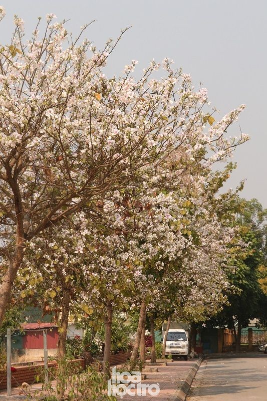 Xuân này ghé Điện Biên: Sắc ban trắng vẽ nên một “nàng thơ” Tây Bắc mộng mơ ảnh 6