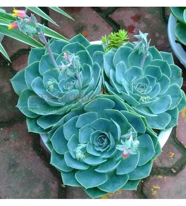 Cuộc thi viết Trà sữa cho tâm hồn: Chậu sen đá và mối tình đầu của tôi ảnh 1