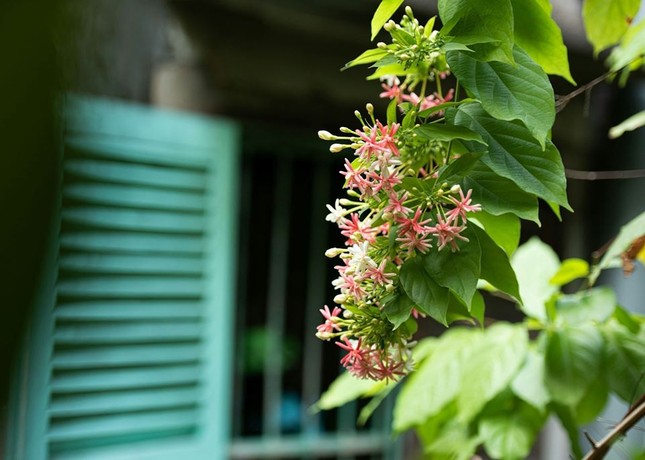 Gợi ý cho những vị khách cầu toàn 2 homestay sang xịn, giá "hạt dẻ" tại Sài Gòn ảnh 14