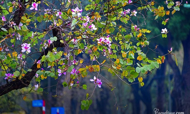 Hà Nội: Rủ bạn thân, gà bông chụp ngay bộ ảnh trên con đường hoa ban tím đẹp mơ màng ảnh 5