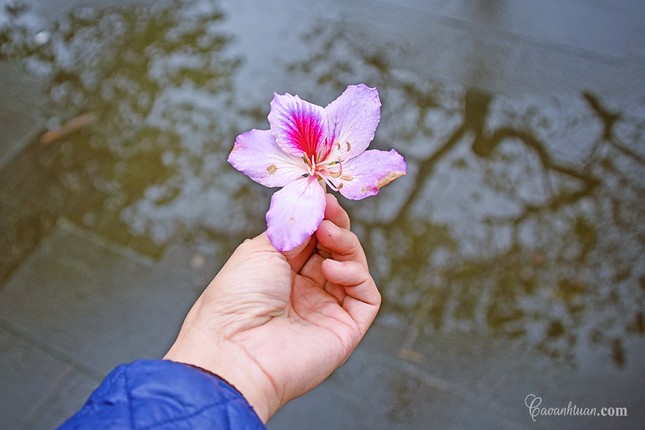 Hà Nội: Rủ bạn thân, gà bông chụp ngay bộ ảnh trên con đường hoa ban tím đẹp mơ màng ảnh 1