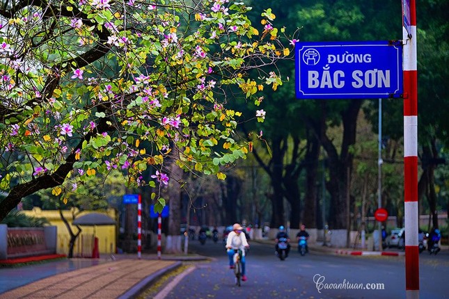 Hà Nội: Rủ bạn thân, gà bông chụp ngay bộ ảnh trên con đường hoa ban tím đẹp mơ màng ảnh 3