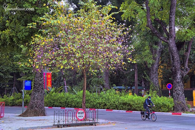Hà Nội: Rủ bạn thân, gà bông chụp ngay bộ ảnh trên con đường hoa ban tím đẹp mơ màng ảnh 4