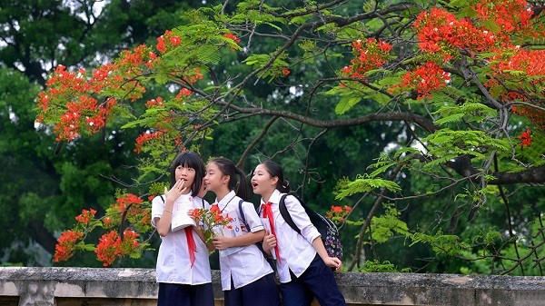 Phượng vĩ mỗi mùa Hè lại đỏ hoa rực rỡ, nhưng tuổi trẻ tôi chẳng hai lần thắm lại ảnh 2