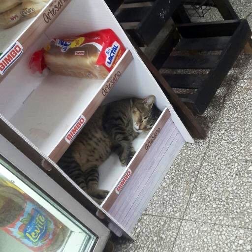 Nghìn lẻ một tư thế của mèo cưng khi nhận trọng trách “trợ lý bán hàng" ảnh 1