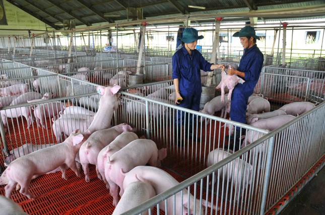 Bộ trưởng Nông nghiệp: 'Soi kính hiển vi' cũng không thấy sản phẩm chăn nuôi xuất khẩu ảnh 3