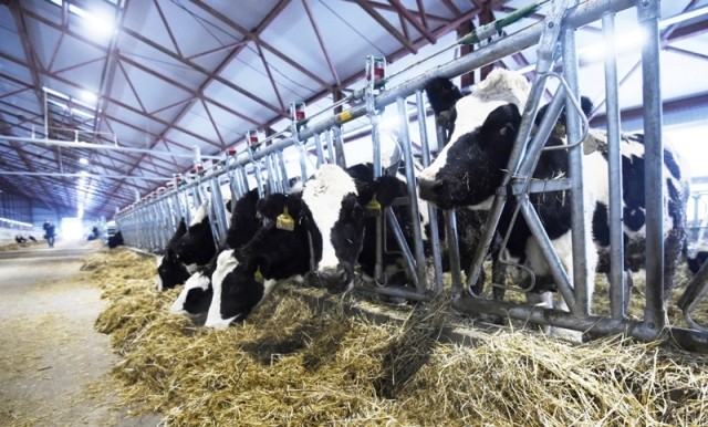 Hình ảnh mới nhất về trang trại bò sữa của TH true MILK trên đất Nga ảnh 4