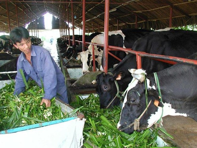 Quyết định nào công tâm? ảnh 2