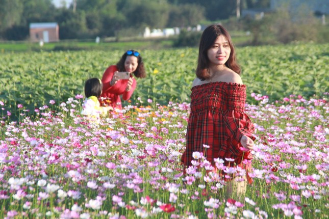 Vườn hoa hướng dương 'khổng lồ' ở Quảng Ngãi hút khách ngày cận Tết ảnh 17