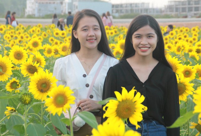 Vườn hoa hướng dương 'khổng lồ' ở Quảng Ngãi hút khách ngày cận Tết ảnh 10
