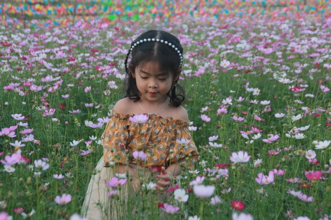 Vườn hoa hướng dương 'khổng lồ' ở Quảng Ngãi hút khách ngày cận Tết ảnh 19