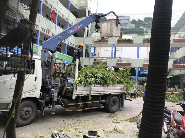 Cây đổ đè chết học sinh ở TPHCM: Trường đốn hạ cây phượng còn lại ảnh 3