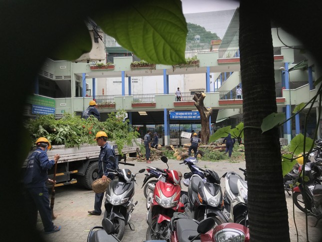 Cây đổ đè chết học sinh ở TPHCM: Trường đốn hạ cây phượng còn lại ảnh 2
