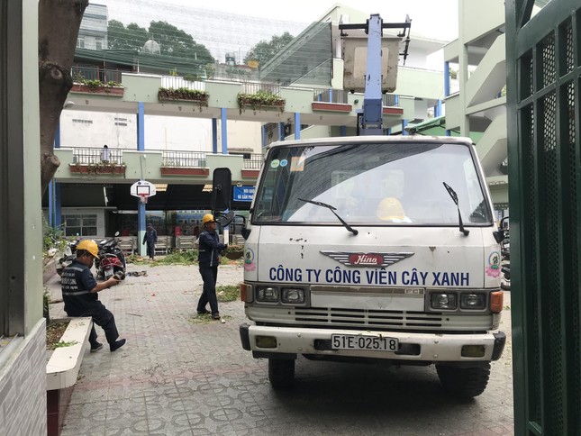 Cây đổ đè chết học sinh ở TPHCM: Trường đốn hạ cây phượng còn lại ảnh 1