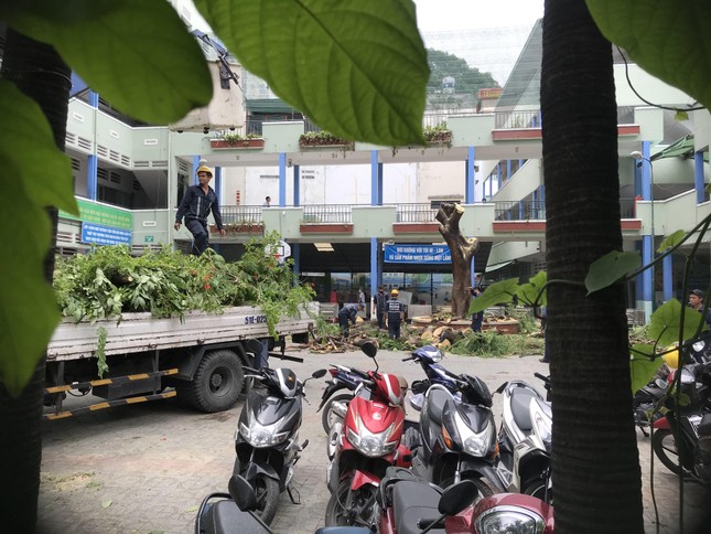 Cây đổ đè chết học sinh ở TPHCM: Trường đốn hạ cây phượng còn lại ảnh 4