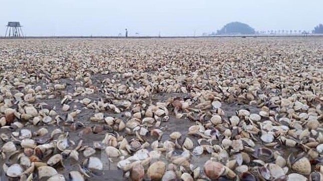 Ngao chết trắng bãi, chủ đầm trắng đêm đi nhặt vỏ ngao chết, cứu ngao sống ảnh 2