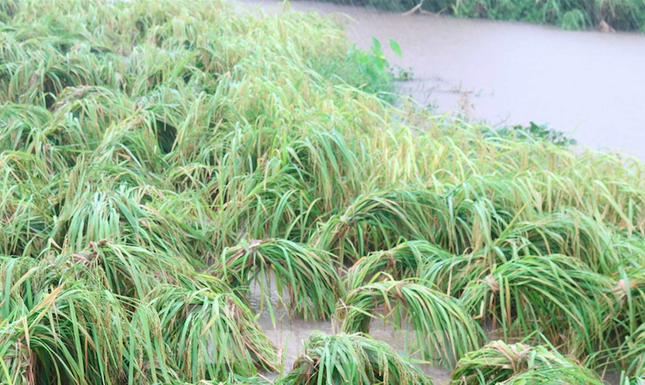 Mưa lớn kéo dài, các tuyến phố Thái Bình thất thủ, biến thành sông ảnh 2