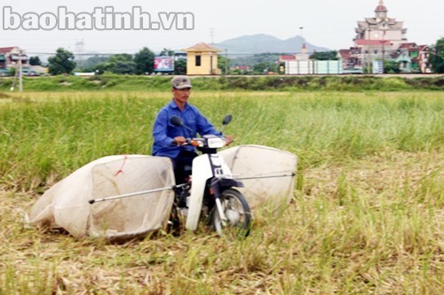 “Săn”... châu chấu, kiếm bạc triệu mỗi đêm! ảnh 1