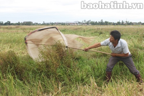 “Săn”... châu chấu, kiếm bạc triệu mỗi đêm! ảnh 2