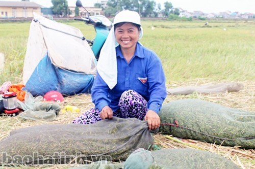 “Săn”... châu chấu, kiếm bạc triệu mỗi đêm! ảnh 3
