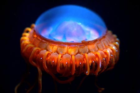 Cận cảnh “quái vật” biển dị thường nhất thế giới ảnh 12