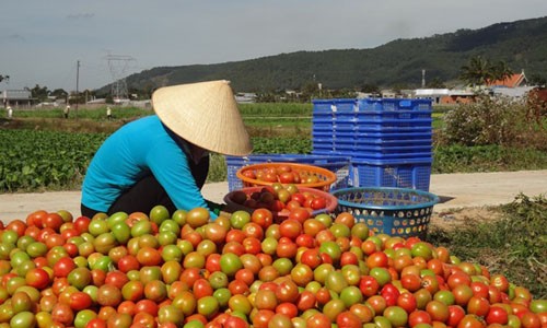 Nông dân điêu đứng vì cà chua mất giá ảnh 1