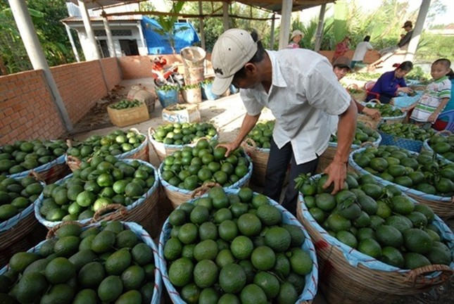 Những hoa quả Việt chịu án oan vì hàng Trung Quốc ảnh 3