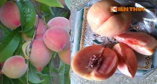 Những hoa quả Việt chịu án oan vì hàng Trung Quốc ảnh 8