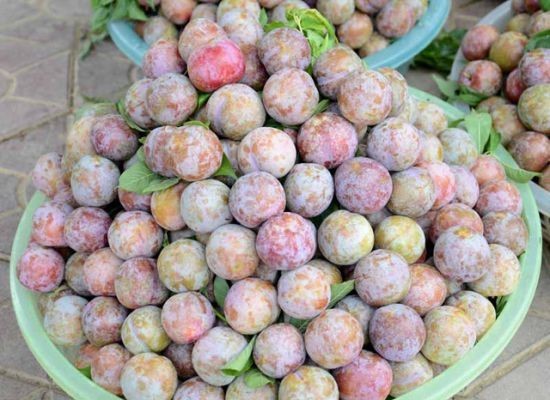 Những hoa quả Việt chịu án oan vì hàng Trung Quốc ảnh 9