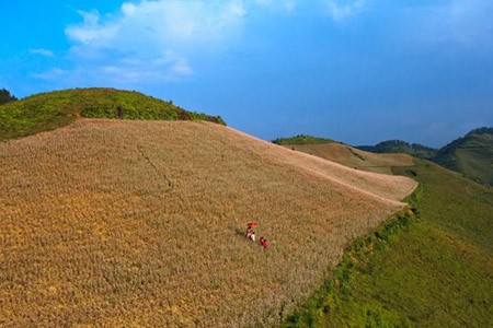 Đổ xô lên Si Ma Cai ngắm hoa tam giác mạch ảnh 1