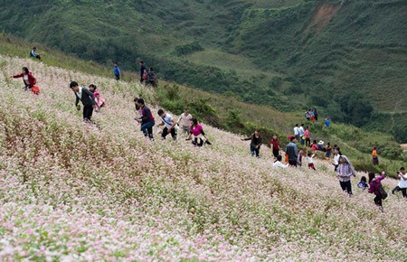Đổ xô lên Si Ma Cai ngắm hoa tam giác mạch ảnh 4