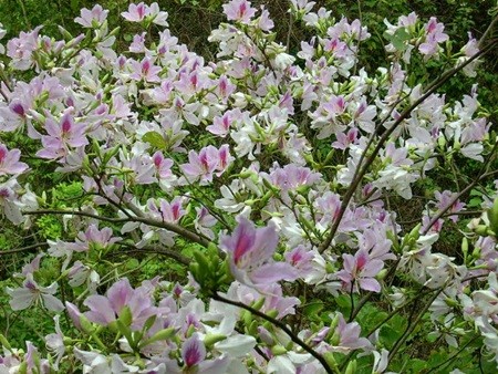 Ngẩn ngơ trước những loài hoa tuyệt đẹp vùng Tây Bắc ảnh 1