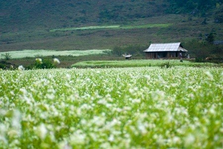 Ngẩn ngơ trước những loài hoa tuyệt đẹp vùng Tây Bắc ảnh 3