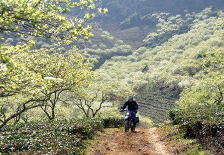 Ngẩn ngơ trước những loài hoa tuyệt đẹp vùng Tây Bắc ảnh 5