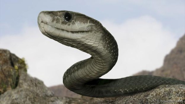 Thực hư về loài rắn khổng lồ ăn thịt người ở Indonesia ảnh 1